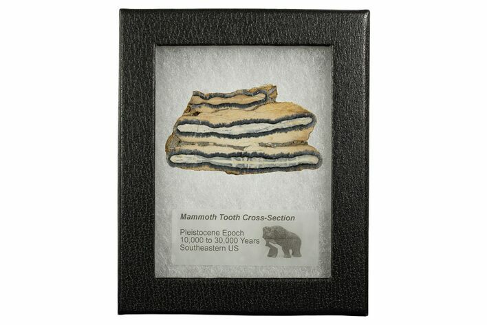 Mammoth Molar Slice With Case - South Carolina #337724
